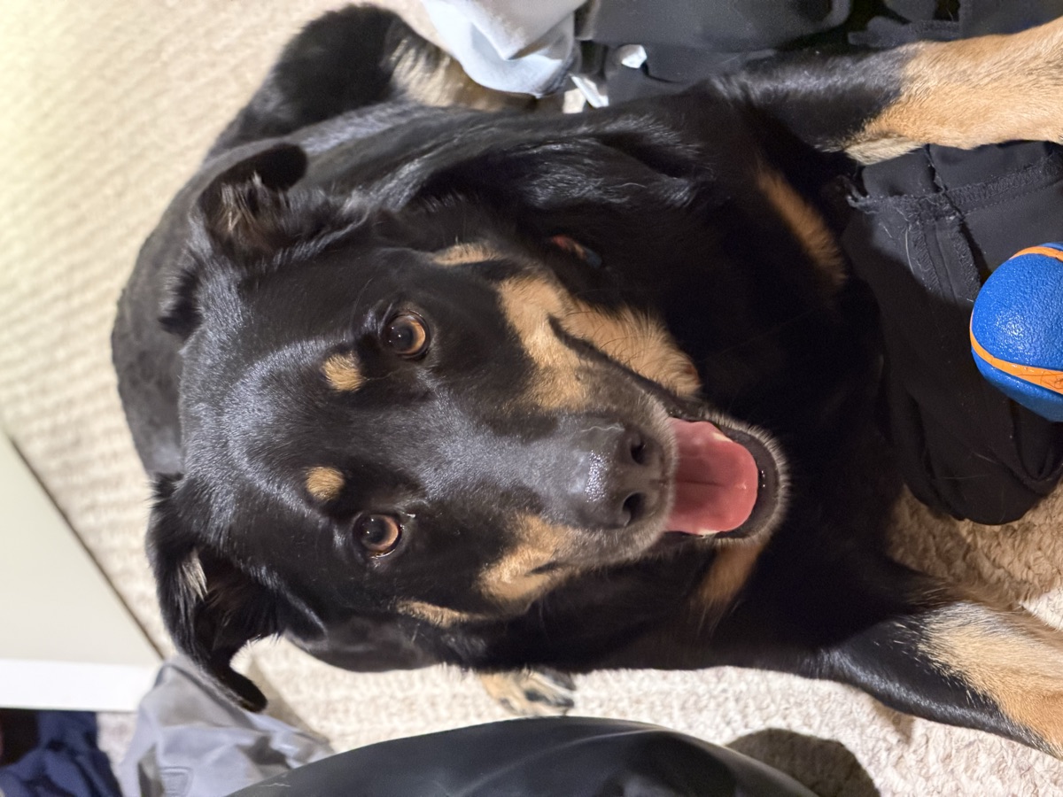 Our pet dog